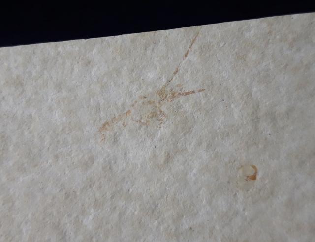 Palinurina longipes (MNSTER 1839) - Bild © FossNet FossilienStore